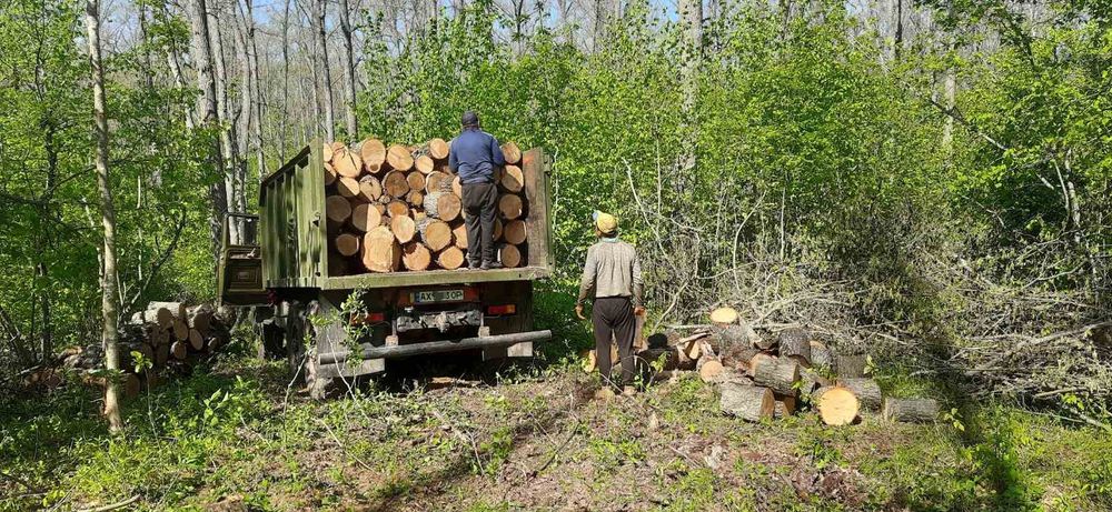 Дрова твердих порід