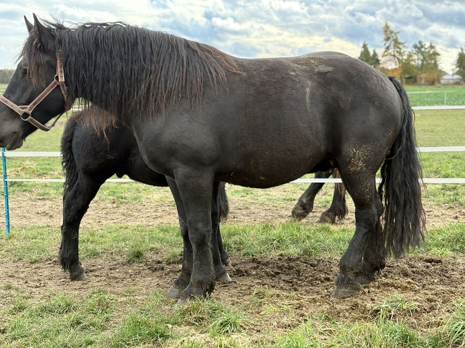 Klacz zimnokrwista kara 4 lata licencja