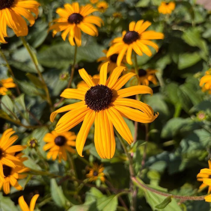 Rudbekia błyskotliwa 'Goldsturm' Złota;  (Rudbeckia fulgida)