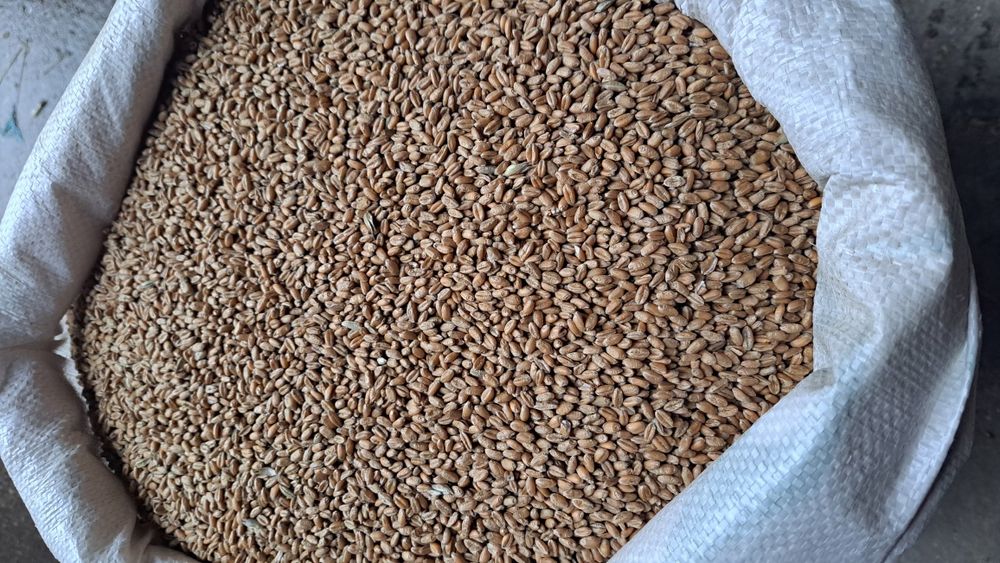 Pszenica ozima sprzedam