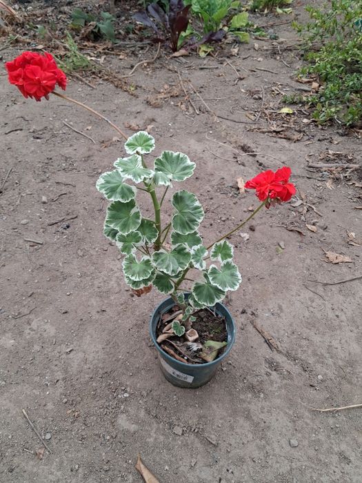 Gerânio (Geranium Pelargonium)