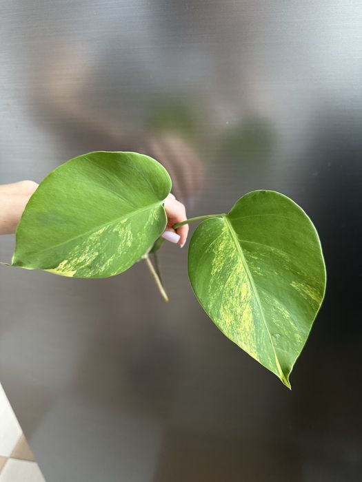 Желтая Монстера Ауреа вариегата (Monstera Aurea) - срез