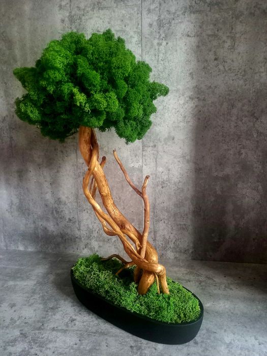 Drzewko bonsai .Mech chrobotek