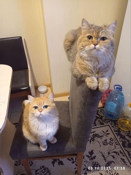 Кіт Шотландська золота шиншила Британський