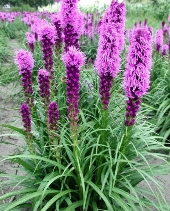 Cynie  liatra klosowata nasiona różne  kolory