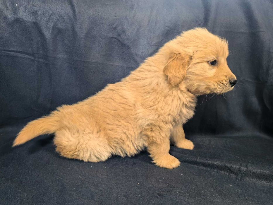 Golden Retreiver