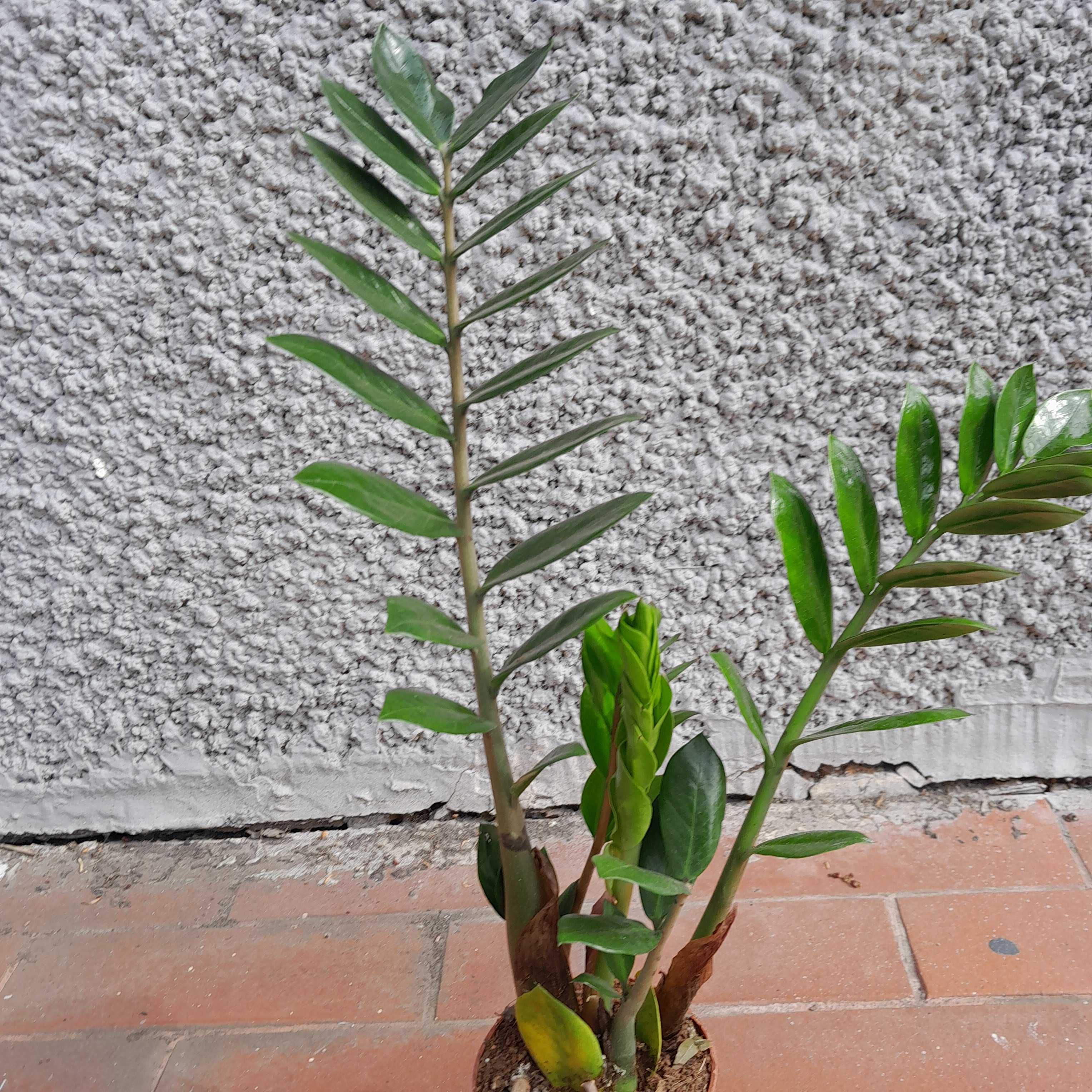 Zamioculcas zamiolistny Zamiofolia 50cm