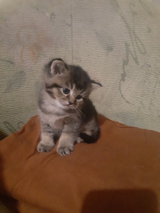 Продам котёнка шалунишку