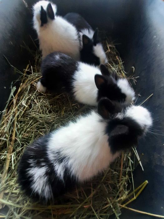 Kroliki karzelki miniaturki