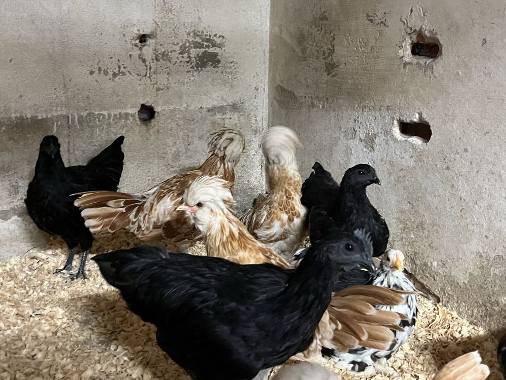 Trio de Ayam Cemani