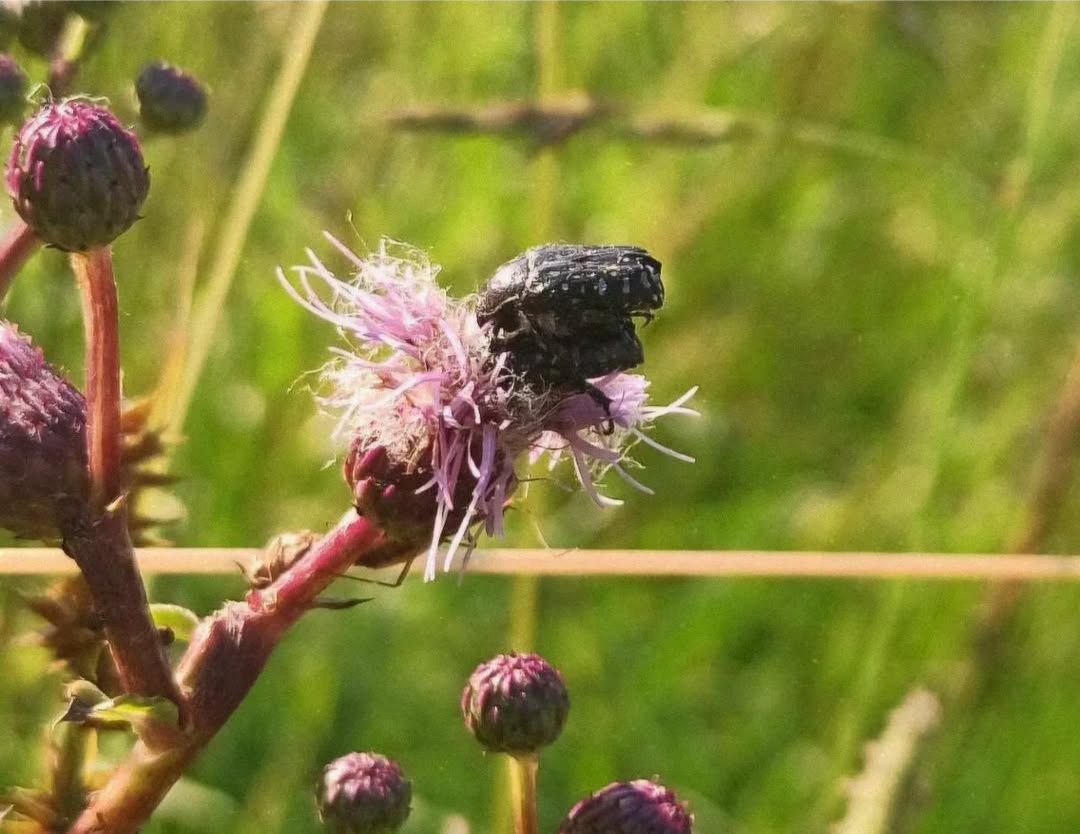 Łanocha pobrzęcz (Oxythyrea funesta) l1/2