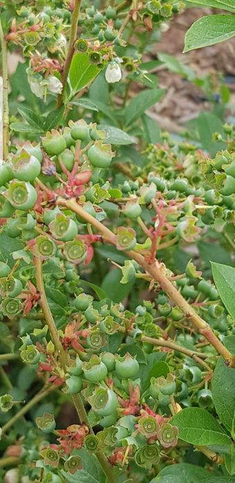 ЛОХИНА  високоросла 5років,плрдоносить ,різні сорти.