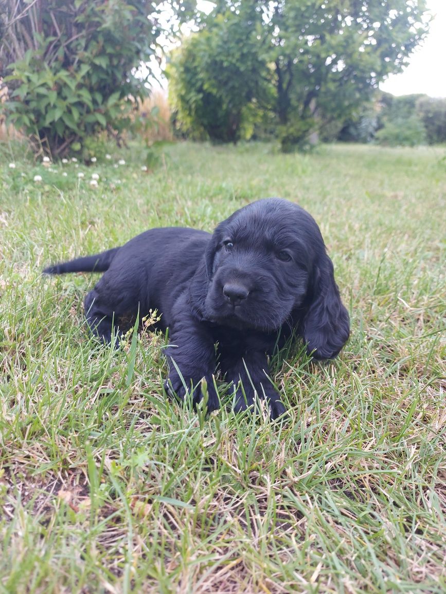 Cocker spaniel CHŁOPIEC