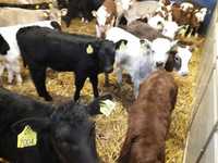 Jałówki HF na krowę, mleczne , Byczki, Jałówki Mięsne, transport, raty