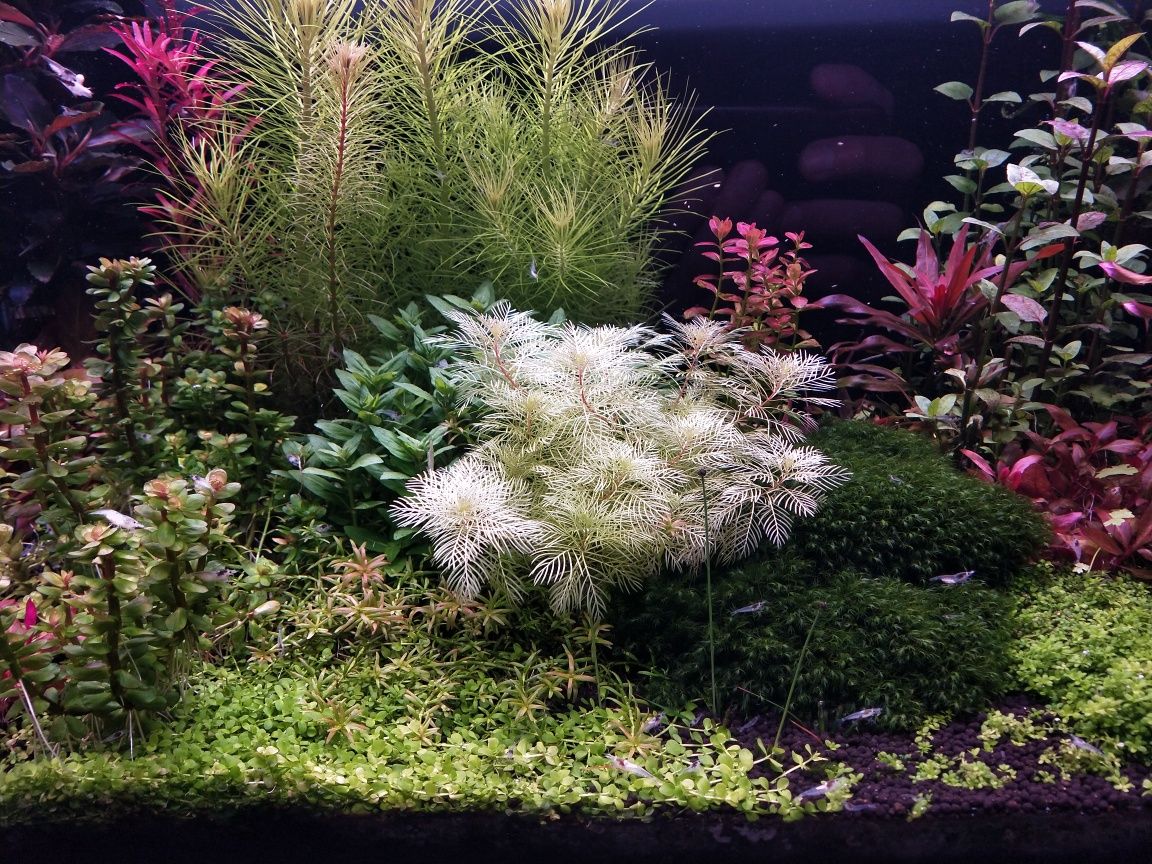Myriophyllum mattogrossense Golden