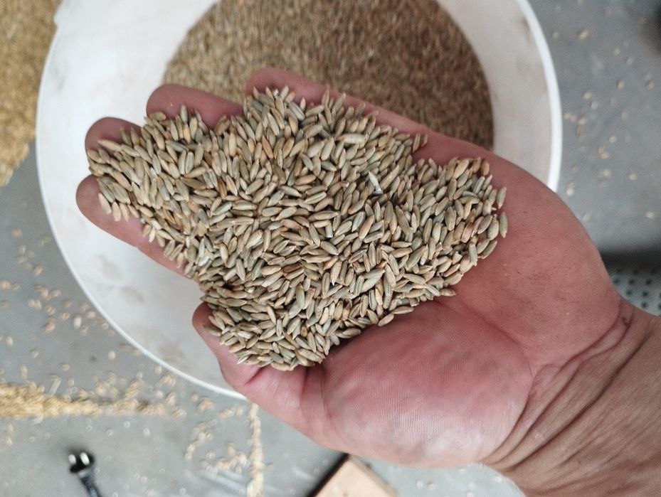 Żyto hybrydowe Igor