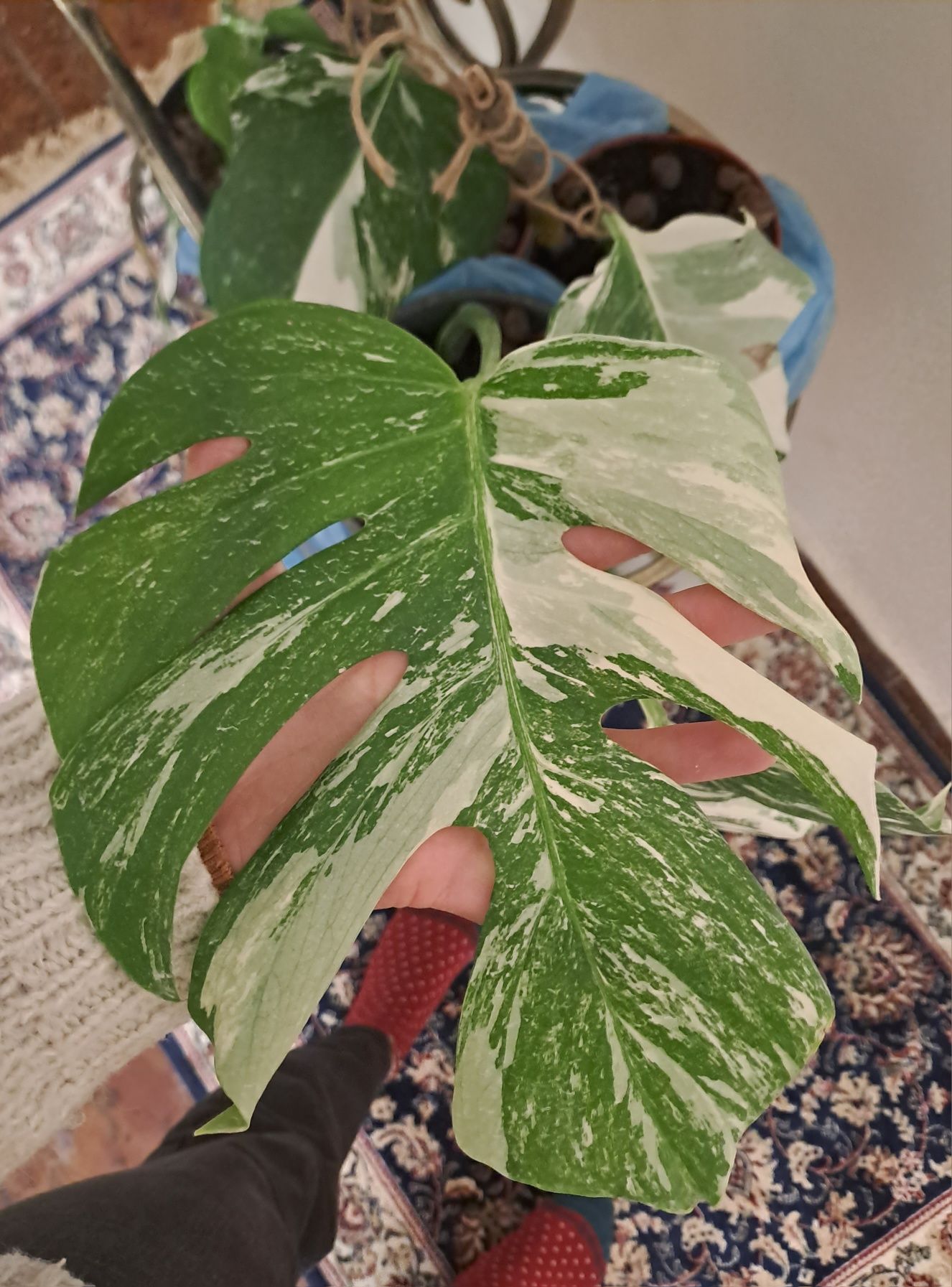 Monstera Varigara