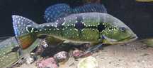 Ryba akwariowa akwarium akwarystyka pielegnice cichla vieje