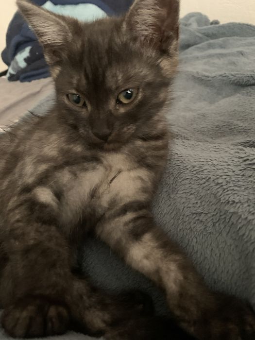 Віддам кошенятко в добрі руки