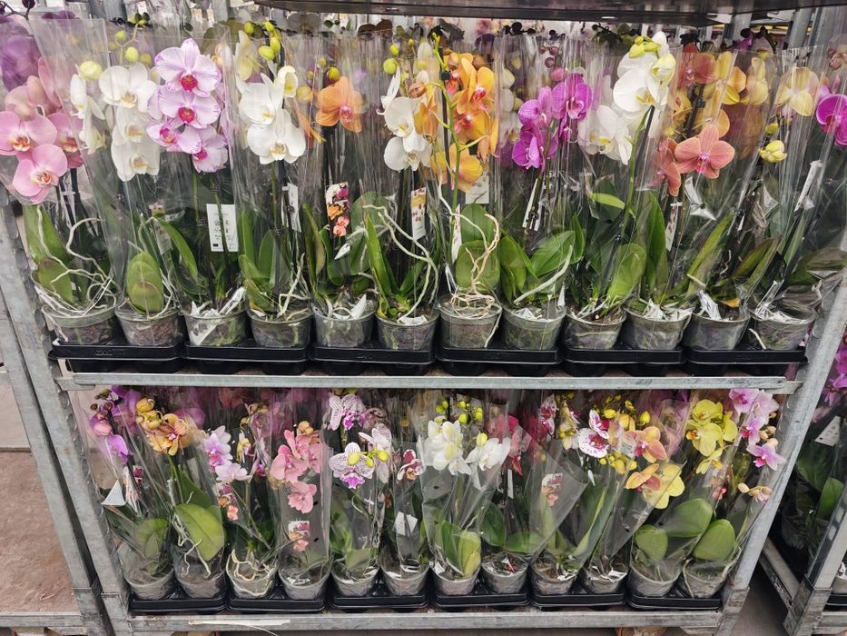 Орхідеї Оптом Сортові Орхидеи Мутанти Підлітки