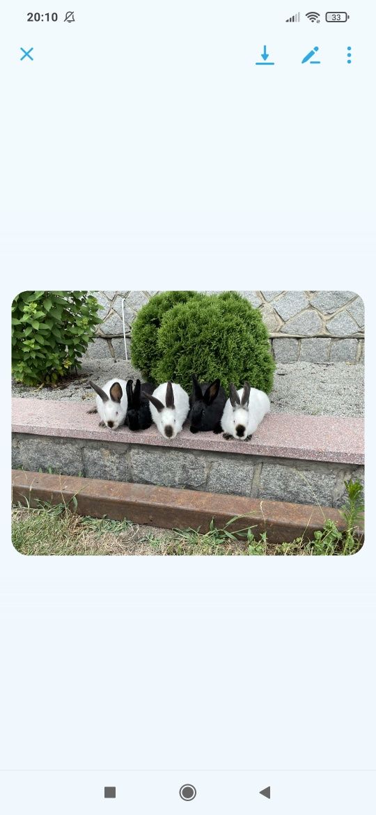 Sprzedam króliki samce i samice