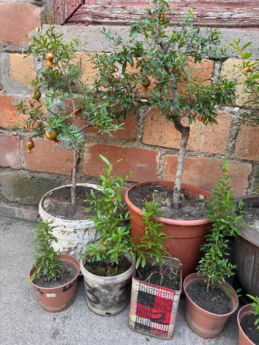 Карликовый гранат Нана (комнатный)