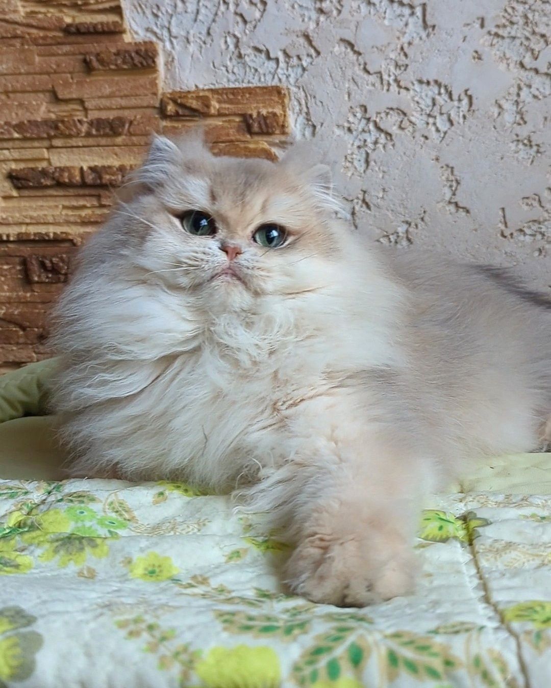 Голубое золото.Шиншила