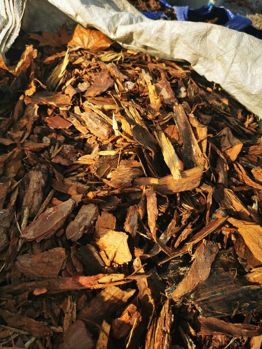 Kora sosnowa w Big bagach