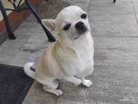 piesek chihuahua do adopcji