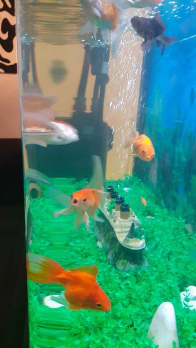 Peixes Quinguios e Cometa