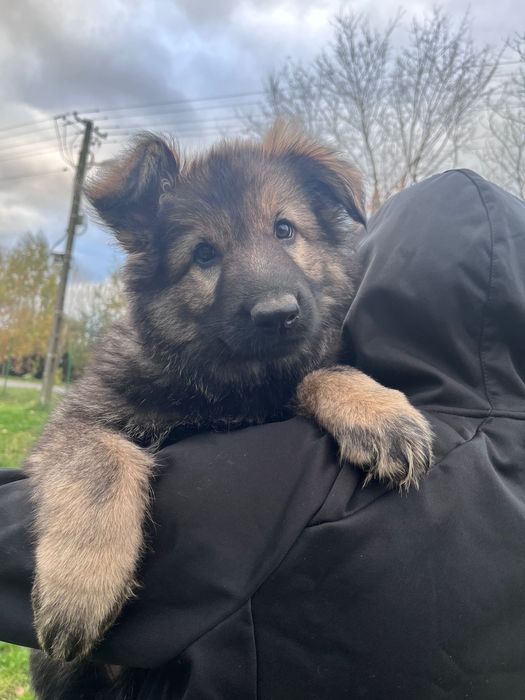 Owczarek Staroniemiecki