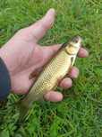 Amur 20 cm (kroczek)