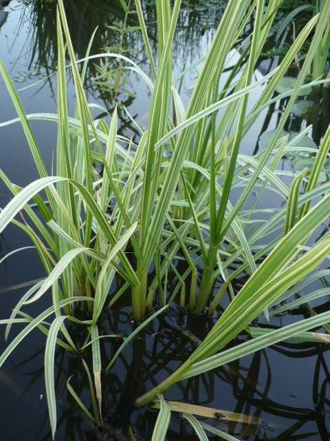 Rośliny wodne, rośliny przybrzeżne , Kamieńsk lesiakowski.pl