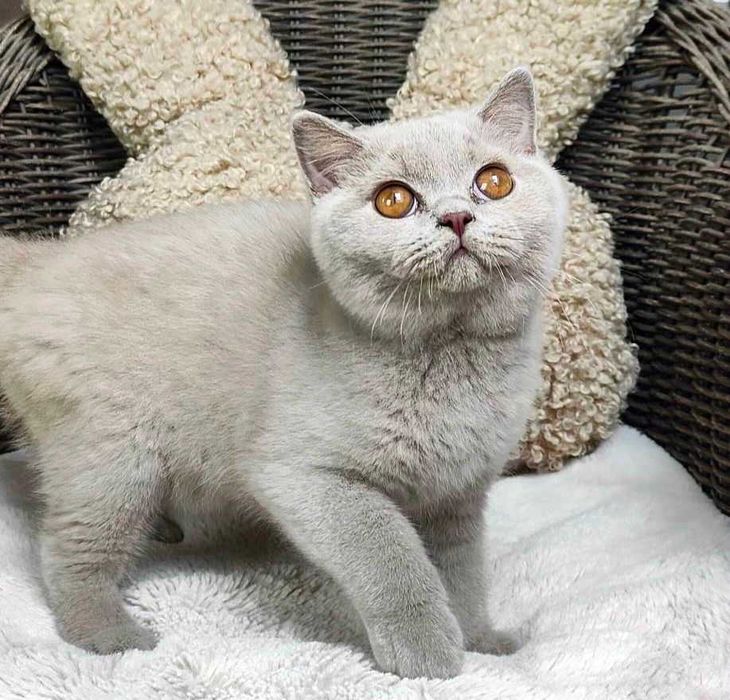 Kocurek Brytyjski liliowy Prawdziwy rodowód FPL, FIFe gotowy na odbiór