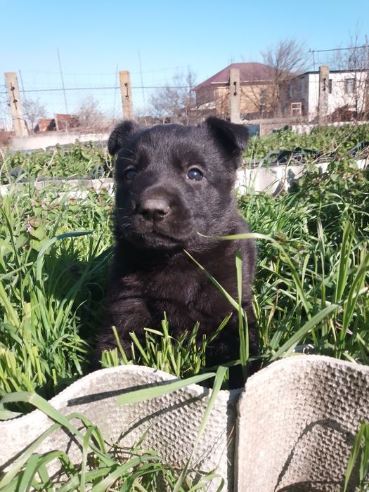 Щенки немецкой овчарки