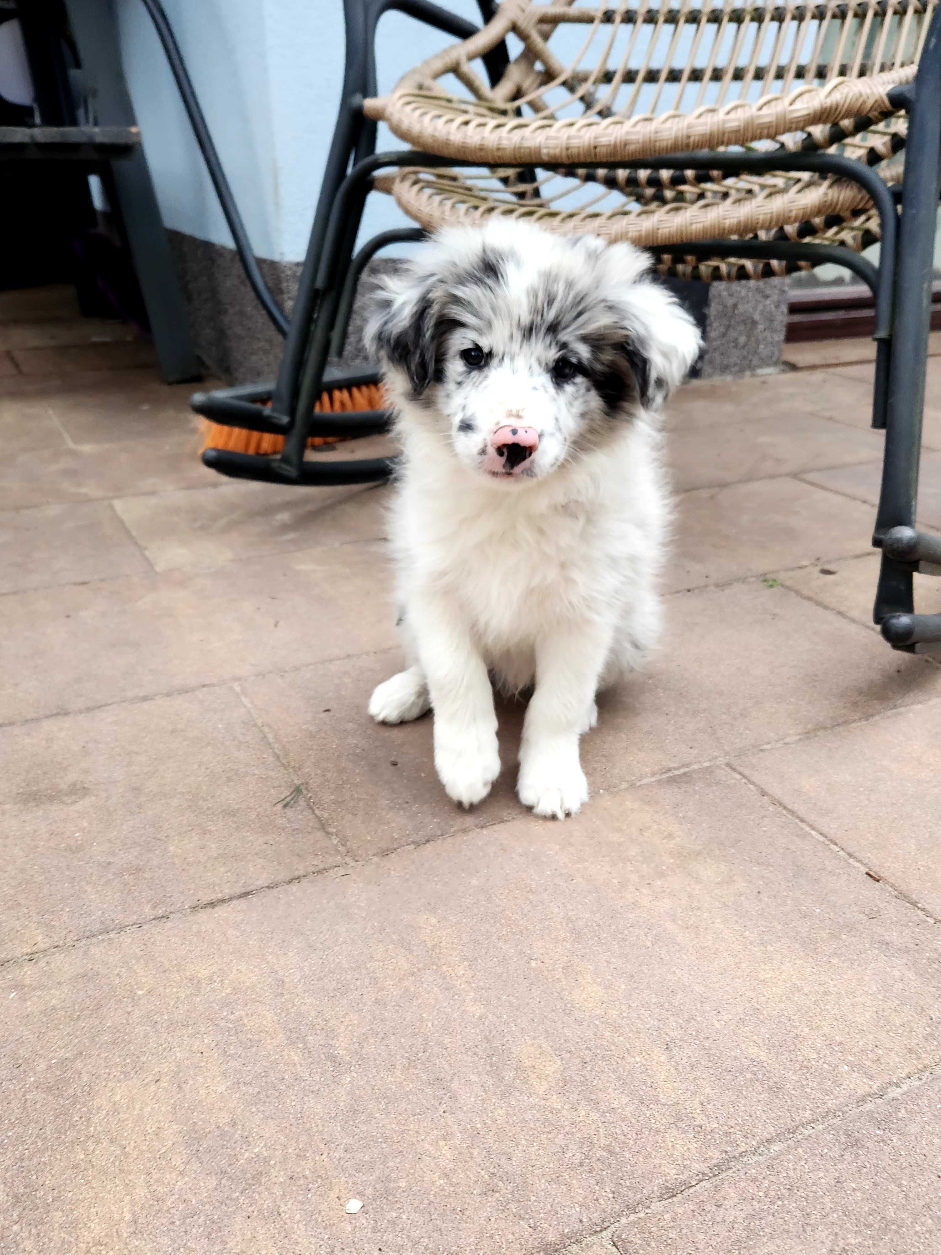 ATTIE gotowy do odbioru border collie samiec blue merle ZKwP FCI