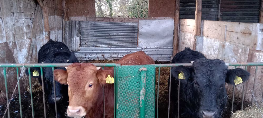 Odsadki mięsne 3 Sztuki po limuze