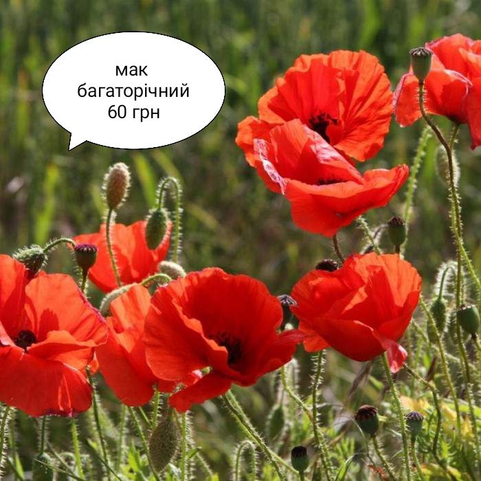 Мак багаторічний