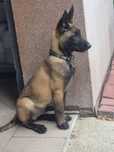 Owczarek belgijski Malinois
