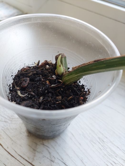 Монстера Альба варієгатна. Monstera Albo.