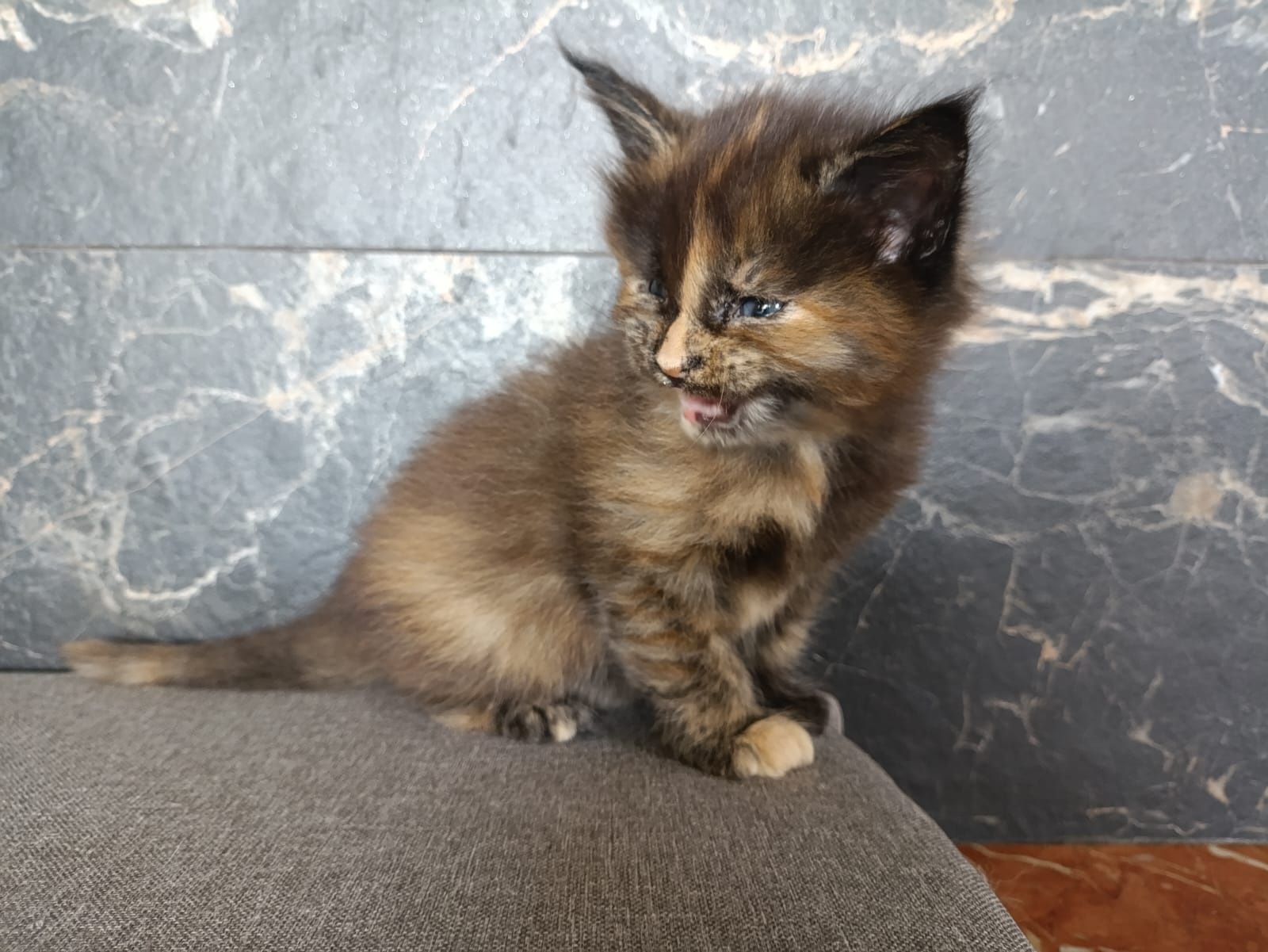Przeurocza koteczka Maine Coon