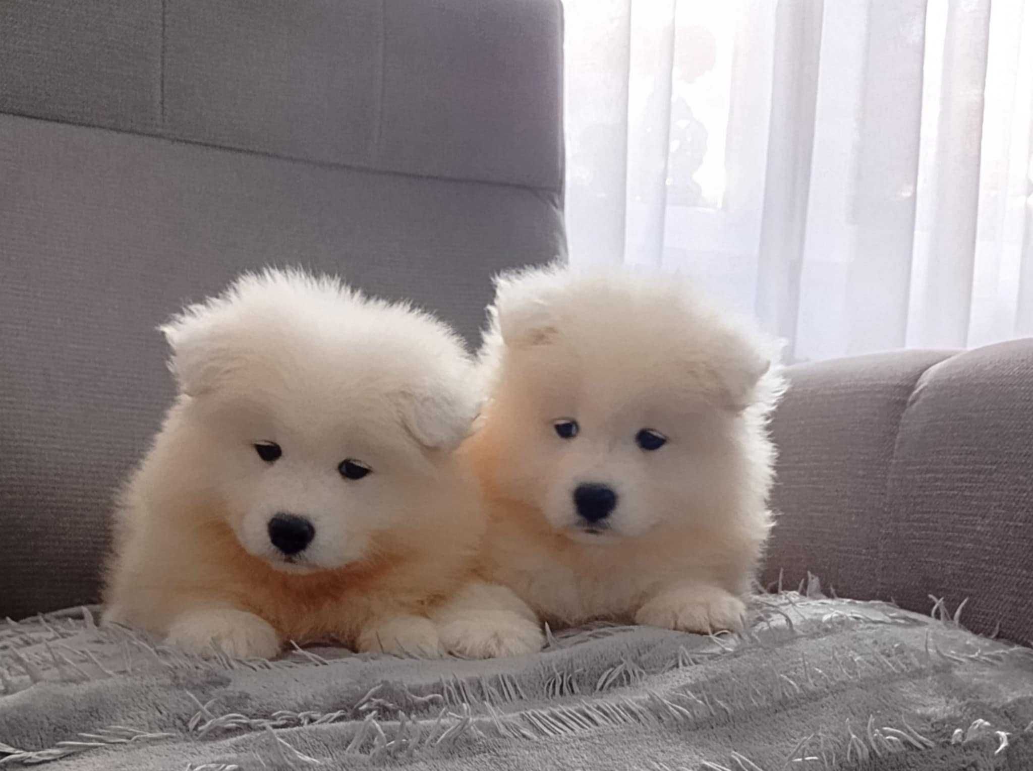S A M O J E D, Samoyed