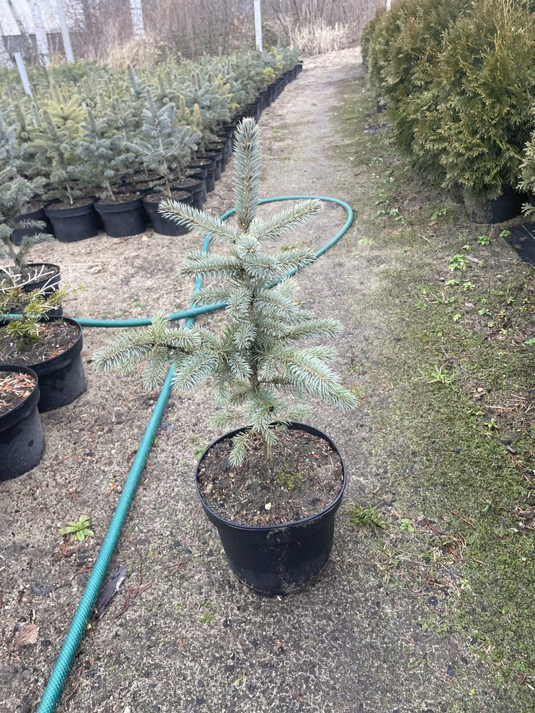 Sprzedam Świerk Kaibab Wysokosc 45-50 cm doniczka 3l Cena 7 zl