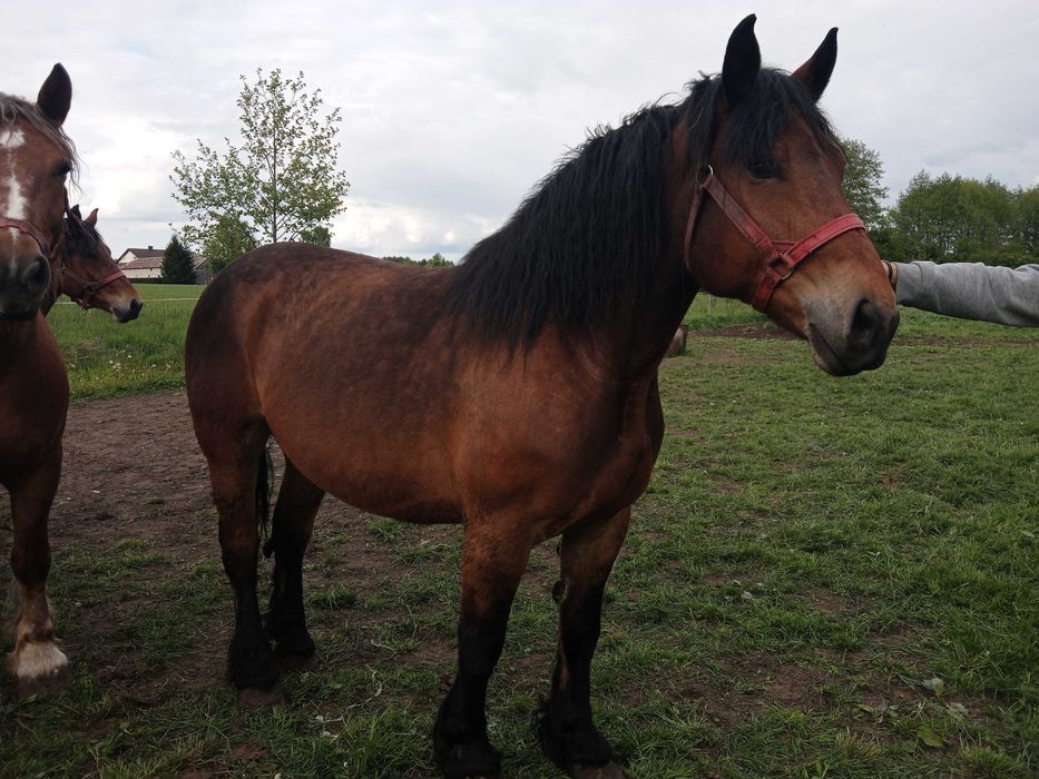 Sprzedam KONIE likwidacja stada