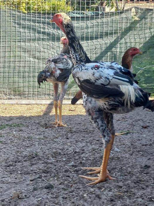 Casal Índio gigante