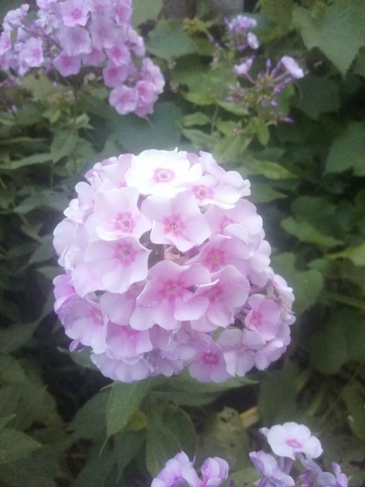 Floksy różowe ogrodowe