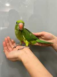 Зеленый Ожереловый говорящий попугай - ручные птенцы
