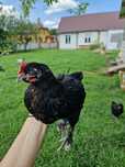 Kogut Blue Copper Marans Black Copper Marans Olive Egger