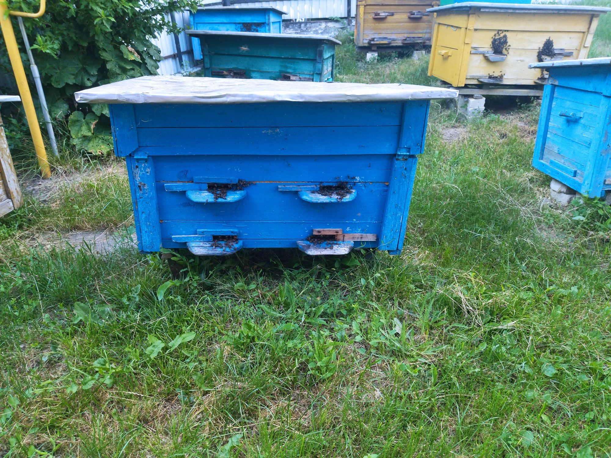 Продам бджолосімї
