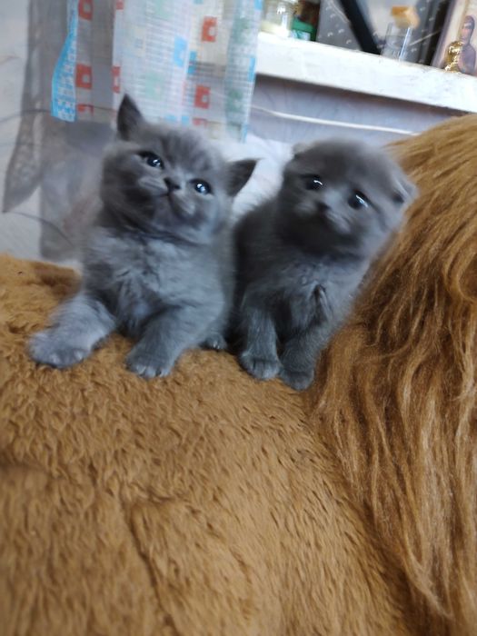 Плюшевые котята шотландцы, необыкновенные котики ждут любящую семью